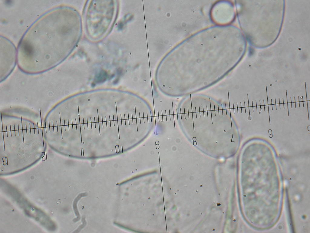 QUIZ per due funghi ... diversi